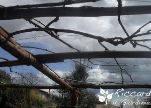 Pergola,Riccardo il Giardiniere