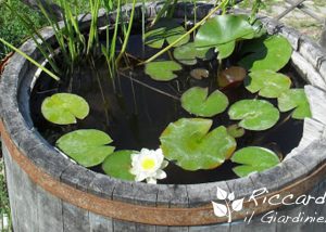 Stagno dentro alla botte, Riccardo il Giardiniere