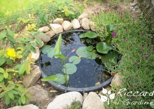 Stagno a terra, Riccardo il Giardiniere