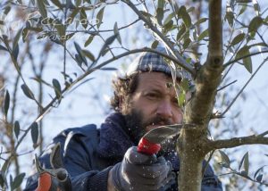 Potatura Olivo, Area di intervento Orvieto, Viterbo, Chiusi, Terni, Perugia