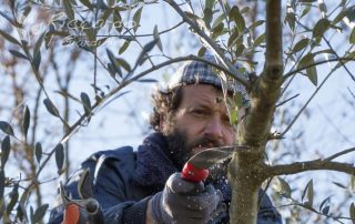 Potatura Olivo, Area di intervento Orvieto, Viterbo, Chiusi, Terni, Perugia