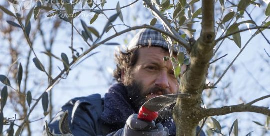 Potatura Olivo, Area di intervento Orvieto, Viterbo, Chiusi, Terni, Perugia