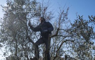 Potatura Olivo, Area di intervento Orvieto, Viterbo, Chiusi, Terni, Perugia