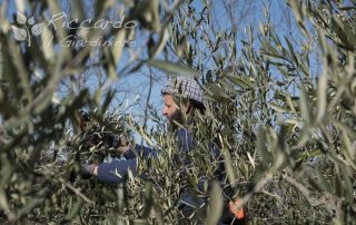 Potatura Olivo, Area di intervento Orvieto, Viterbo, Chiusi, Terni, Perugia