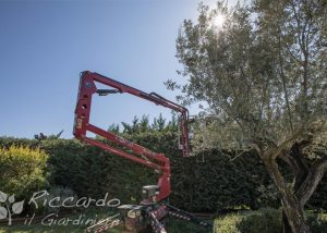 Potatura alberi ad alto fusto